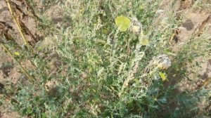 Осмотр подсолнечника Пионер 25😉😉