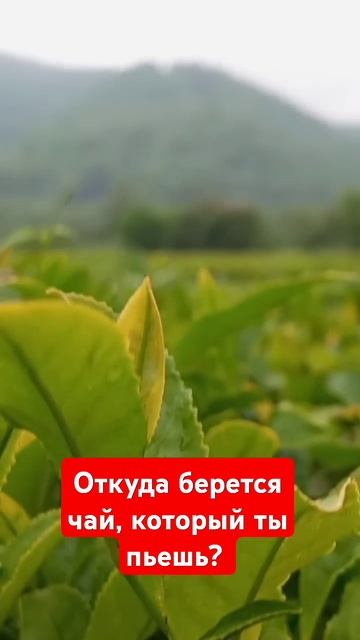 Как изготавливают чай в Краснодарском крае. #чай #жела? смотреть онлайн