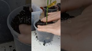 Почему Кротон сбрасывает листья? #кротон #кодиеум #ком?