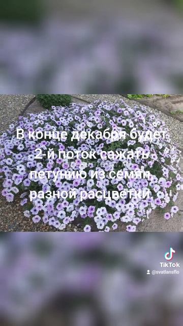 В конце декабря будет сажать 2-й поток петунии из семян смотреть онлайн