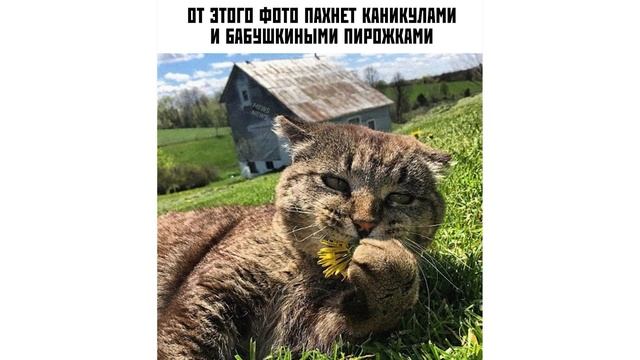КОТ БУТЕРБРОД ))) Приколы с котами | Мемозг 1056 смотреть онлайн