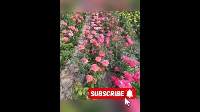 МИР РОЗ и ЦВЕТОВ (ОСЕННИЙ СЕЗОН - 2024#rek#rose#ai #aicat#flowers#garden # смотреть онлайн