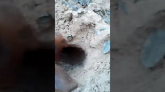 Такса 3000 смотреть онлайн