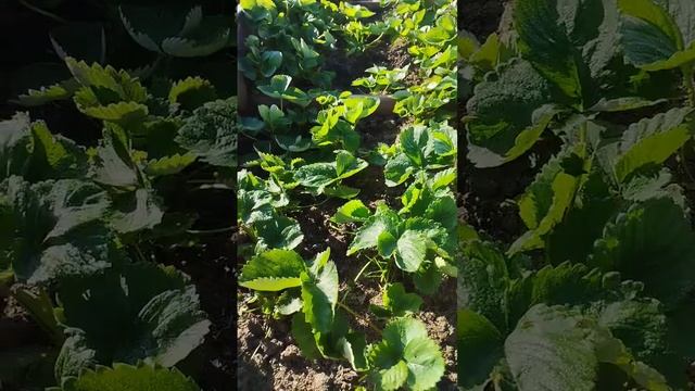 В сентябре +26! Продолжаем все поливать! #растения #garden #? смотреть онлайн