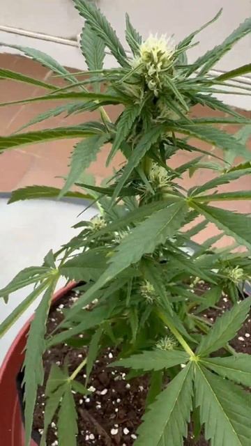 Автоцветы растут на террасе два месяца без солнца #авт смотреть онлайн