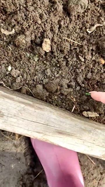 А вот и первая зелень всходит, в теплице. Сибирь. 5 мая 20 смотреть онлайн