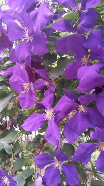 Клематис Жакмана