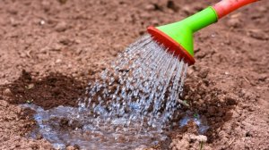 ЧЕМ ПОДКОРМИТЬ  ПОЧВУ ДЛЯ ОБИЛЬНОГО УРОЖАЯ
простой и эффективный способ👍