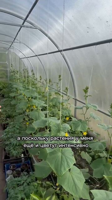 Подкормки огурцов. Начало плодоношения. #дачныесоветы смотреть онлайн