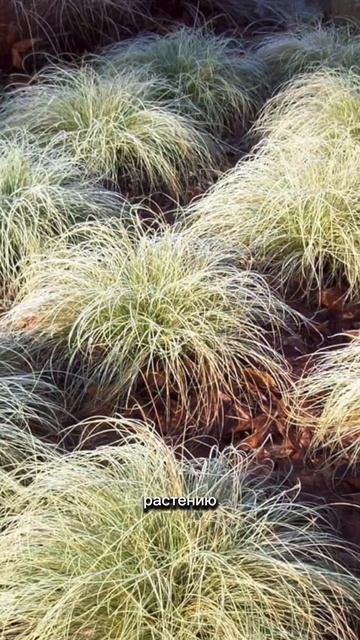 Вот это начёс у вашей клумбы!