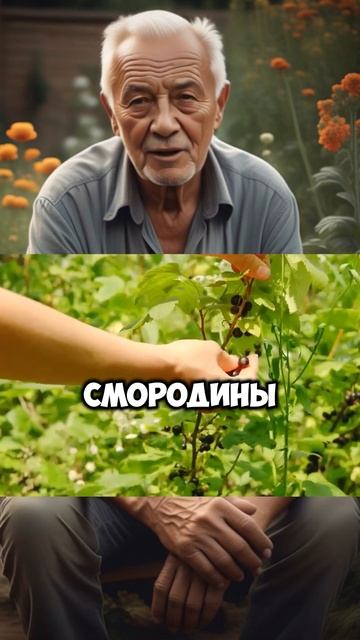 ОСЕННЯЯ Подкормка СМОРОДИНЫ #огород #урожай #сад #садо смотреть онлайн