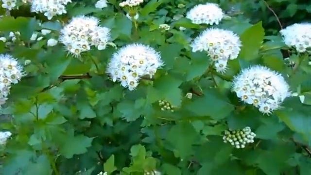 Спирея  Spiraea    красивый кустарник с белыми цветами и се