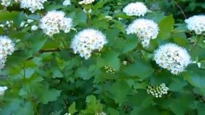 Спирея  Spiraea    красивый кустарник с белыми цветами и се