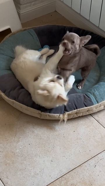 😀😀😀 #собакалучшийдруг #шпиц #померанскийщпиц #отдых #чихуахуа #выходные #релакс