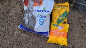 Уход за лилиями после цветения. Подкормка лилий после