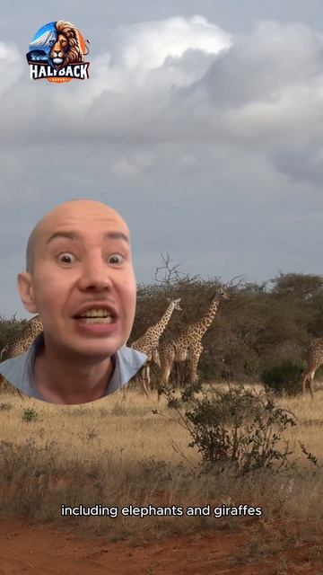 Почему стоит подняться на Меру перед Килиманджаро? Секрет успеха! 🏞️🧗♂️#сафарихалфбек