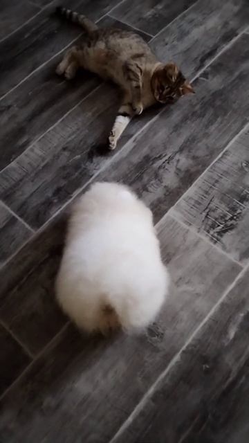 Вот так надо ругаться 🤣 #мичи #шпиц #рекомендации  #щенок #котенок #лучшее #shorts #short