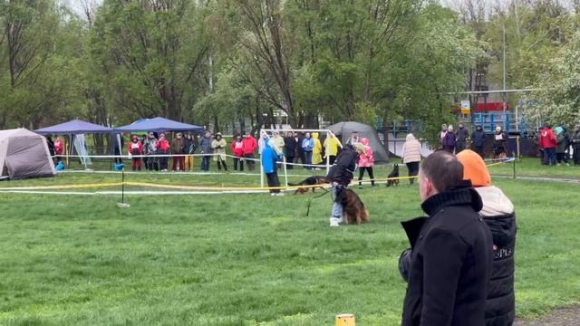 1 Отл. КЧК De Orse Mak Flai ESHIRO +++ №16 / КЧК САМАРА 27 апреля`25 И.Герлеман Моно нем. овчарок