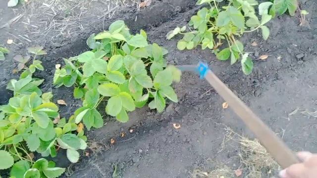 Лук севок под зиму в земляничные грядки. смотреть онлайн