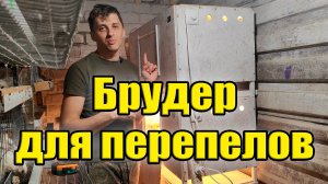 Брудер для перепелов своими руками: просто, дешево, эффективно!