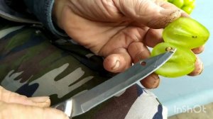 Шайн Мускат виноград для опытных или нет...