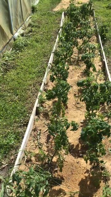 Ленобласть. Хвойное. 23.06.2024. Дача. Помидоры на грядке смотреть онлайн