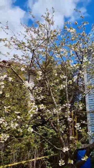 🇮🇹 Итальянцы в России. Сад и огород у дома) смотреть онлайн