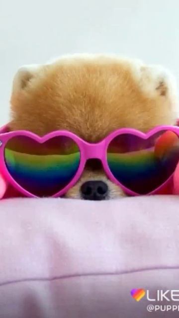 Мимимилый Шпиц 🐶