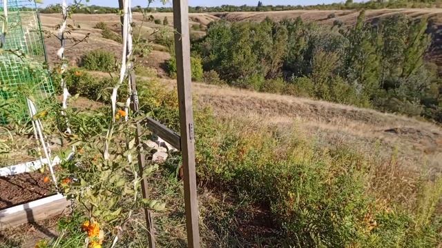 Посадила ОГУРЦЫ🥒 в открытый грунт 5 сентября. Что буд? смотреть онлайн