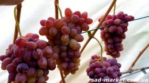 Виноград Клубничный - 2024