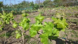 Первая обработка винограда, основы для начинающих