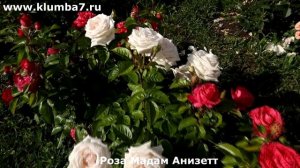 Постоянно цветущие розы, цветение бесконечное, волна ?