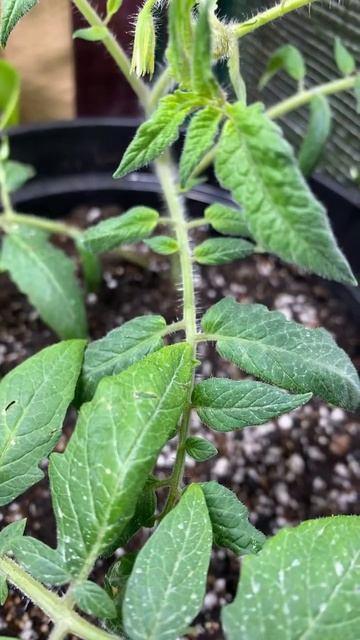 Зимний огород / огород на окне, подоконникике /домашни? смотреть онлайн