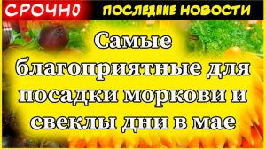 Когда сажать морковь и свеклу в мае 2024: лучшие дни по лунному календарю для богатого урожая