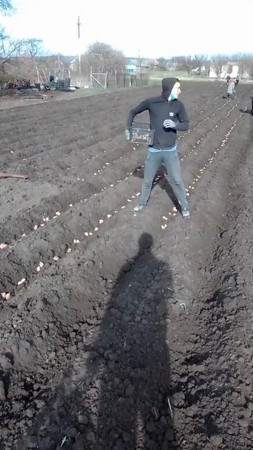 Как садить картошку смотреть онлайн