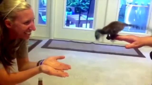 КОТЫ ПРИКОЛЫ СМЕШНЫЕ ЖИВОТНЫЕ Funny Cats смотреть онлайн