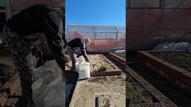 Репчатый лук из семян