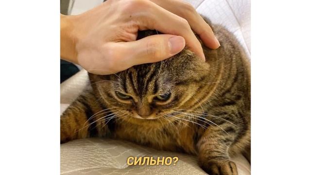 Приколы с котами. КОТ ВАЛИТ ИЗ СТРАНЫ | Мемозг #164