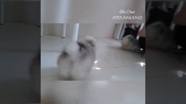 Померанский шпиц - Кремовый мишка [2] смотреть онлайн