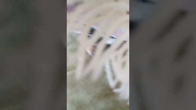 Играть в прятки? Или спать?прикол с чихуахуа!щенок чихуахуа!смешной чих : ):):):) смотреть онлайн