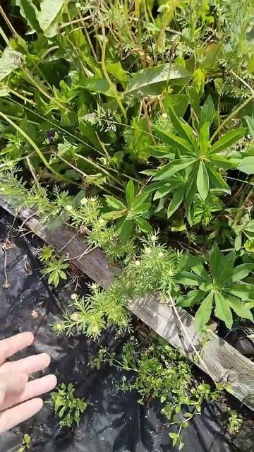 Сад-огород. #настроение #садогород смотреть онлайн