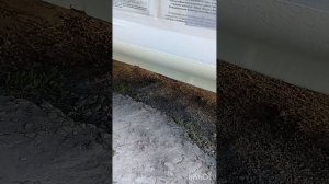 Покраска порогов лада гранта