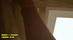 СИРЕНОГОЛОВЫЙ ТРОЛЬФЕЙС УБИЛ Свинку Бузю и КУЗЮ ! **Вера в Шоке** Морская Свинка Бузя и Кузя Вера!!