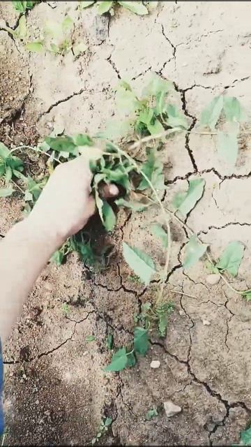 Свободный график работы #жизньзагородом #лето #жизньн? смотреть онлайн