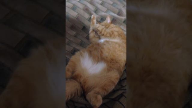 Прикол. Храпит как человек. смотреть онлайн