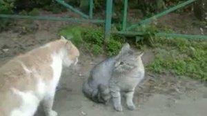 Коты спорят.Пятерочка выручает