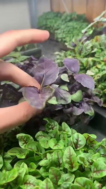 Отходы бизнеса! Сколько я выбрасываю микрозелени?