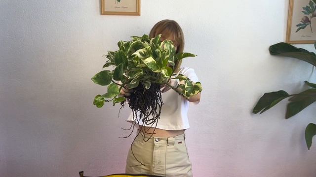 Пересадка ЭПИПРЕМНУМА!