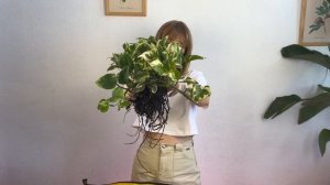 Пересадка ЭПИПРЕМНУМА!