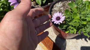 Остеоспермум  ! Мои мучения по сорту